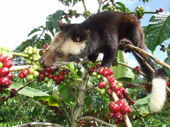 kopi kotoran hewan luwak